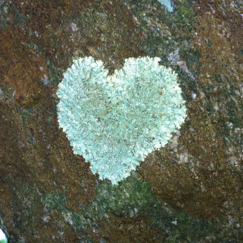 lichen-heart-LH