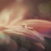 droplet flower close-up