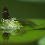 Frog Chant