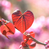 red leaf heart