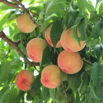 A cluster of peaches ripening on a peach tree