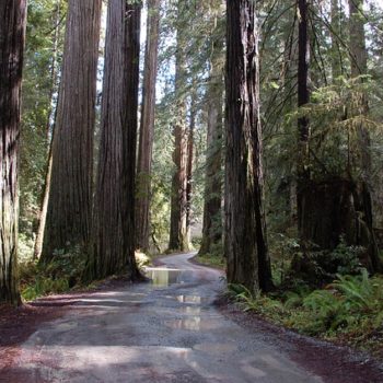 california-redwoods-1224978_640