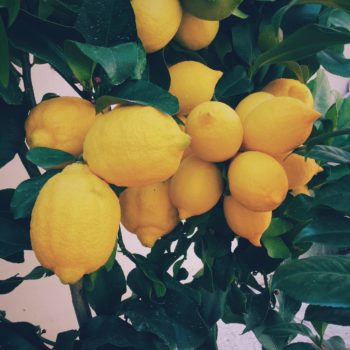 bright yellow lemons ripening on a tree