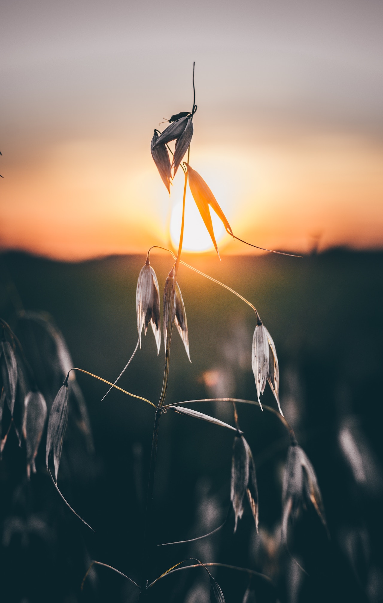 dead seed pods with sunset