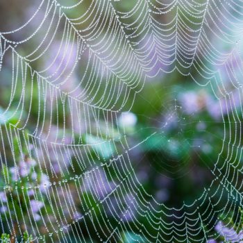 dew on cobweb with green and purple flowers in background