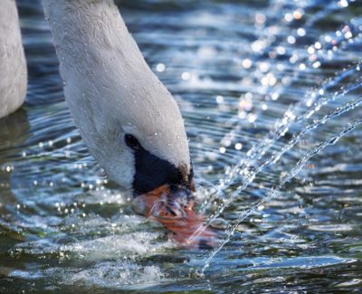 swan-drinking-400x325.jpg