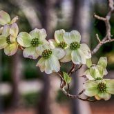 closeup photo of cluster of white dogwood blooms
