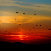large flock of birds silhouetted against a brilliant red sunset