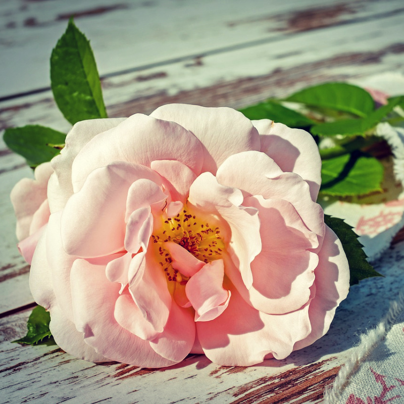 a pale pink rose lying flat on a distressed wood table