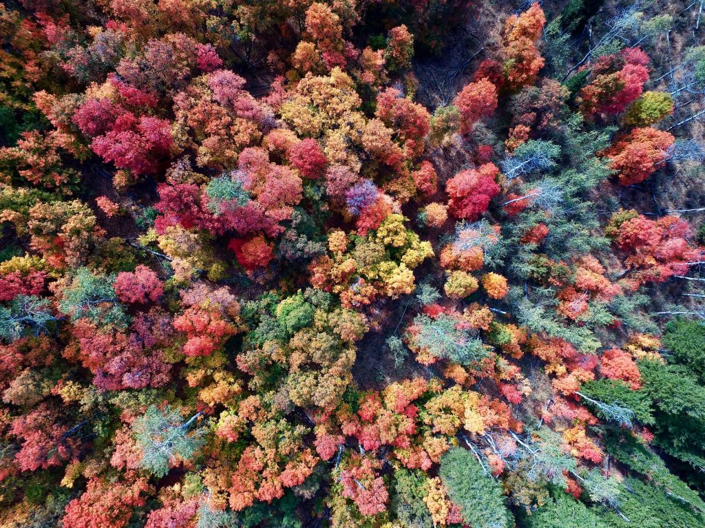 aerial photo of trees bursting with fall colors of orange, red, green, and yellow