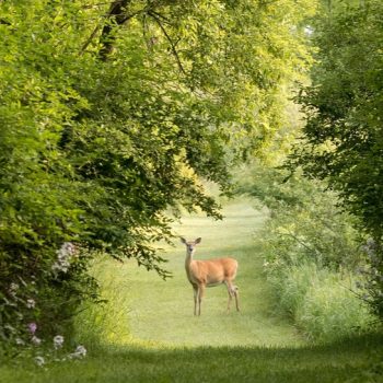 A doe stands still in the middle of a grass pathway framed by green trees and foliage