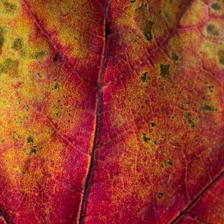Seven Lessons Learned from Leaves