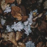 assortment of grey and brown leaves with water droplets on them
