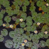 White waterlilies in a pond from above