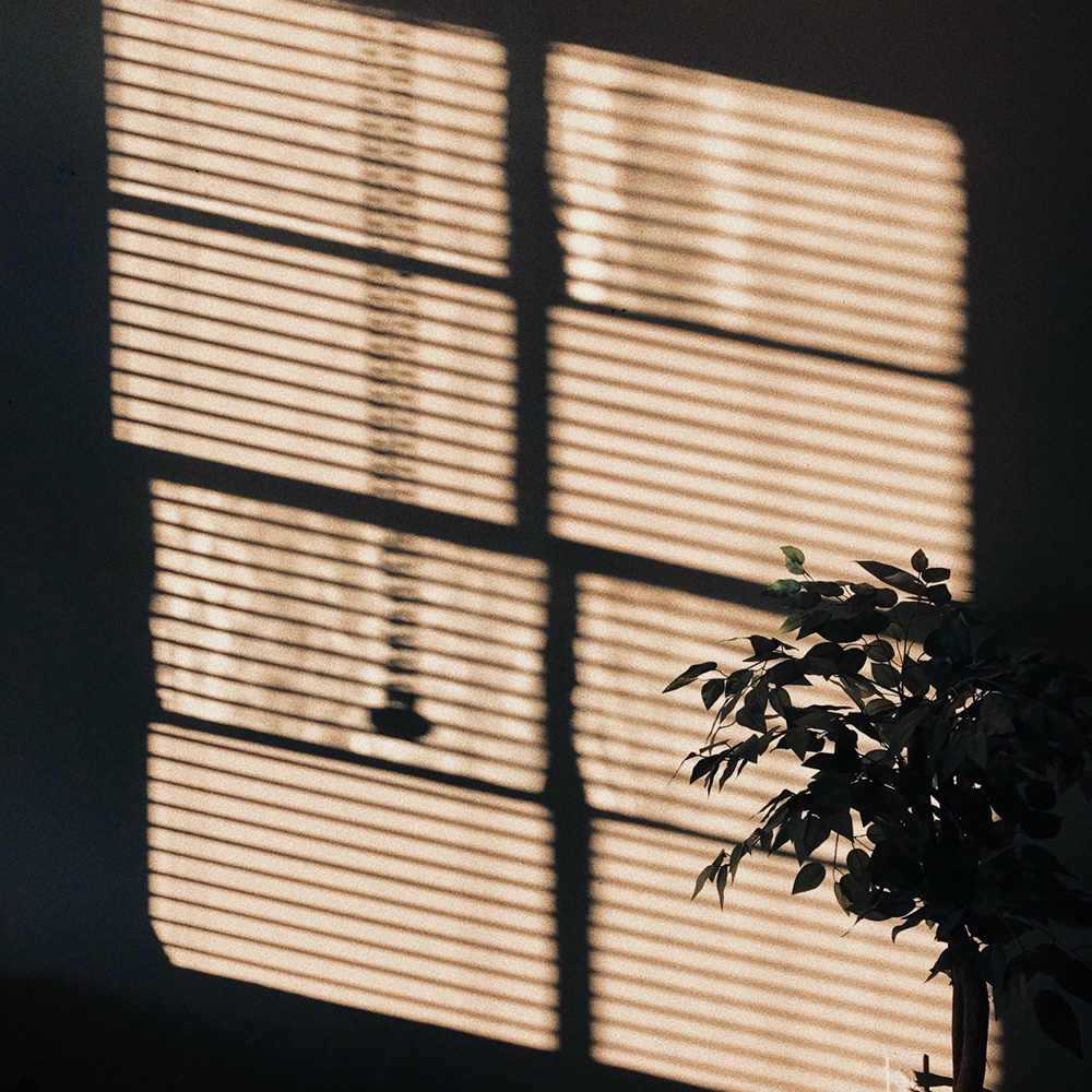 shadow of window and blinds on a dark wall with a silhouetted house plant