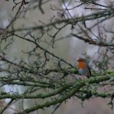 robin perched on the branches of a bare tree with no leaves