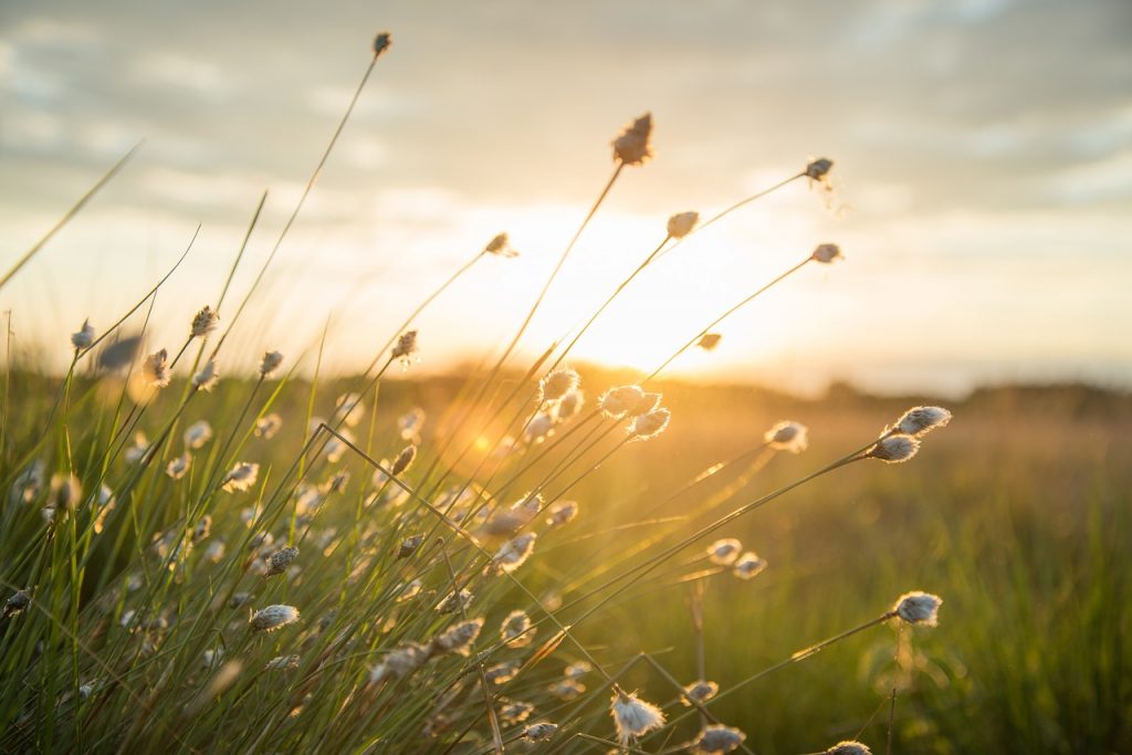 close up of flowering grasses illuminated by the sunrise