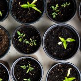 overhead photo of seedlings sprouting from small planting pots