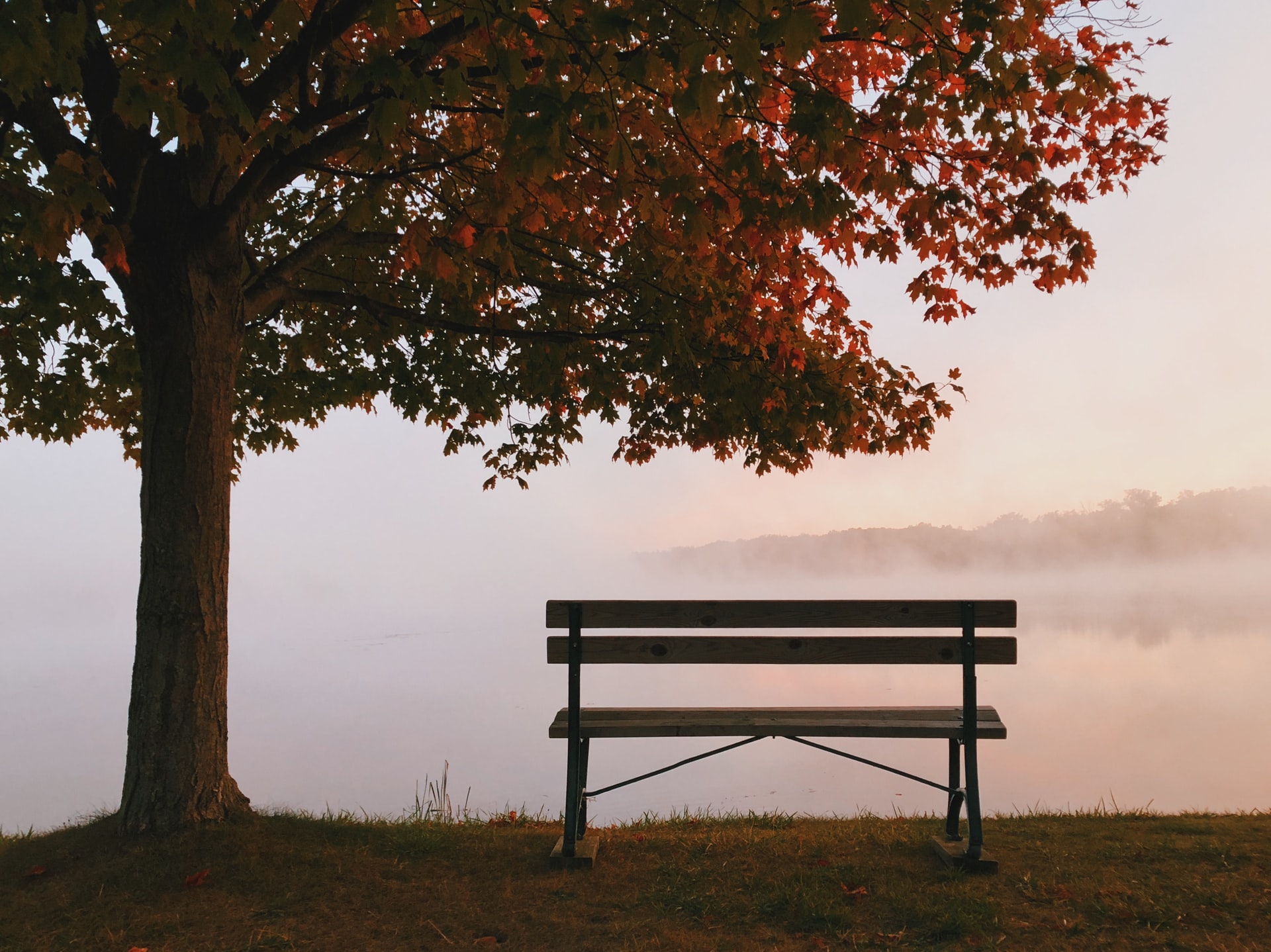 A bench sits underneath a tree with brilliant red leaves facing a misty lake at dawn